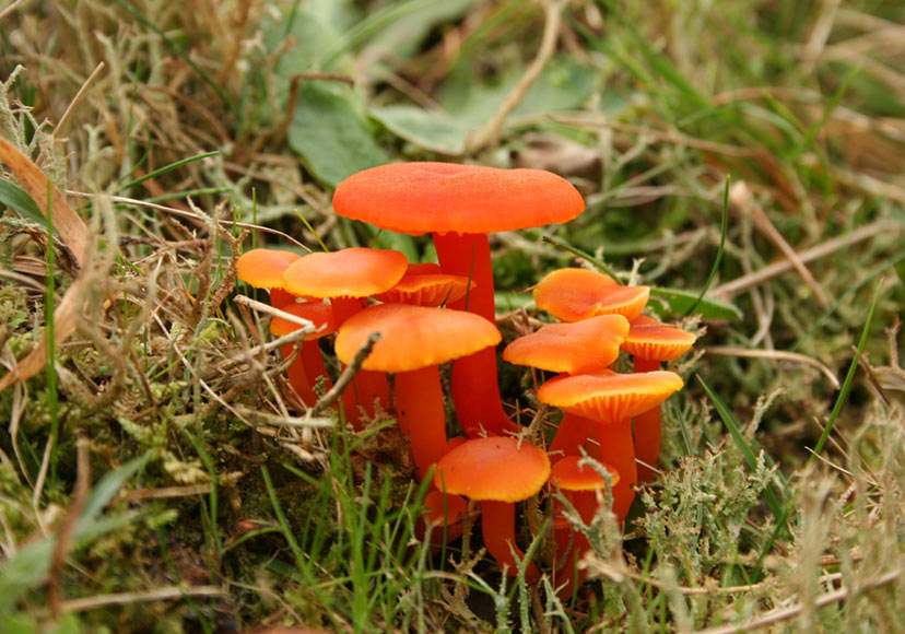 Wild mushrooms found at Lough Boora Discovery Park.